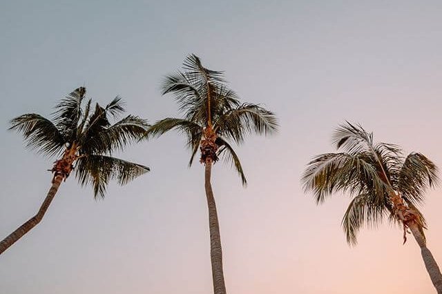 Three tall palm trees sway gently against a serene, pastel-colored sunset sky transitioning from soft pink to light blue, creating a tranquil tropical scene perfect for an Instagram scheduler | plannthat.com