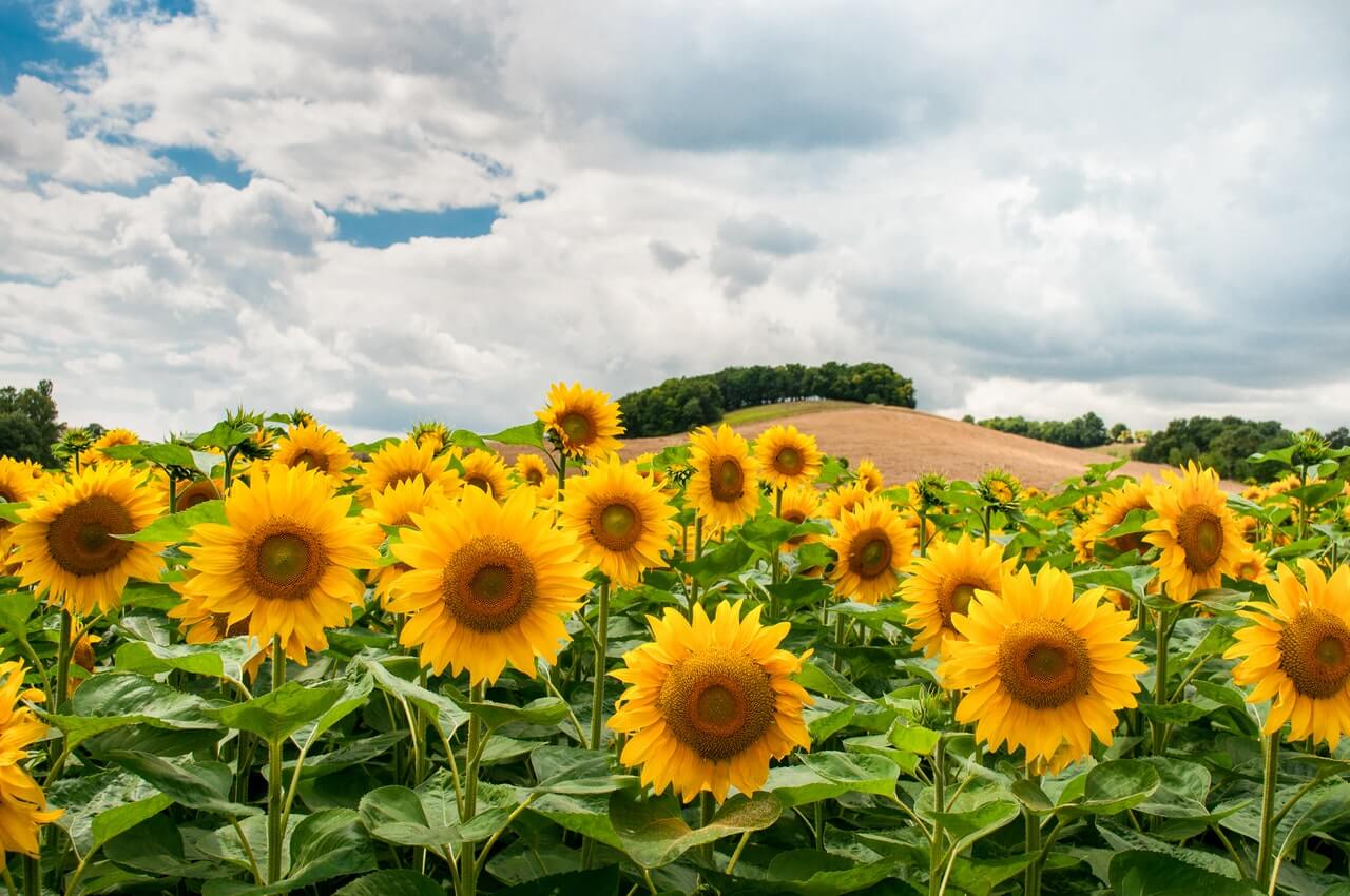 A vibrant field of blooming sunflowers under a partly cloudy sky, with rolling hills and trees in the background, showcasing the beauty of nature and summer. The bright yellow flowers stand out against the lush green leaves and blue sky, creating a picturesque scene perfect for any social media planner | plannthat.com