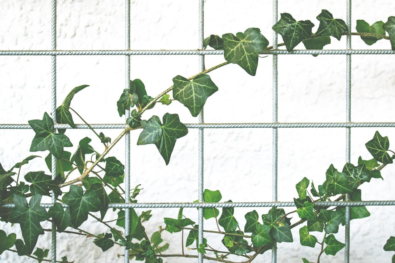 Green ivy plant climbing on a metal grid against a textured white wall, showcasing vibrant leaves and natural growth, perfect for a social media scheduler post | plannthat.com