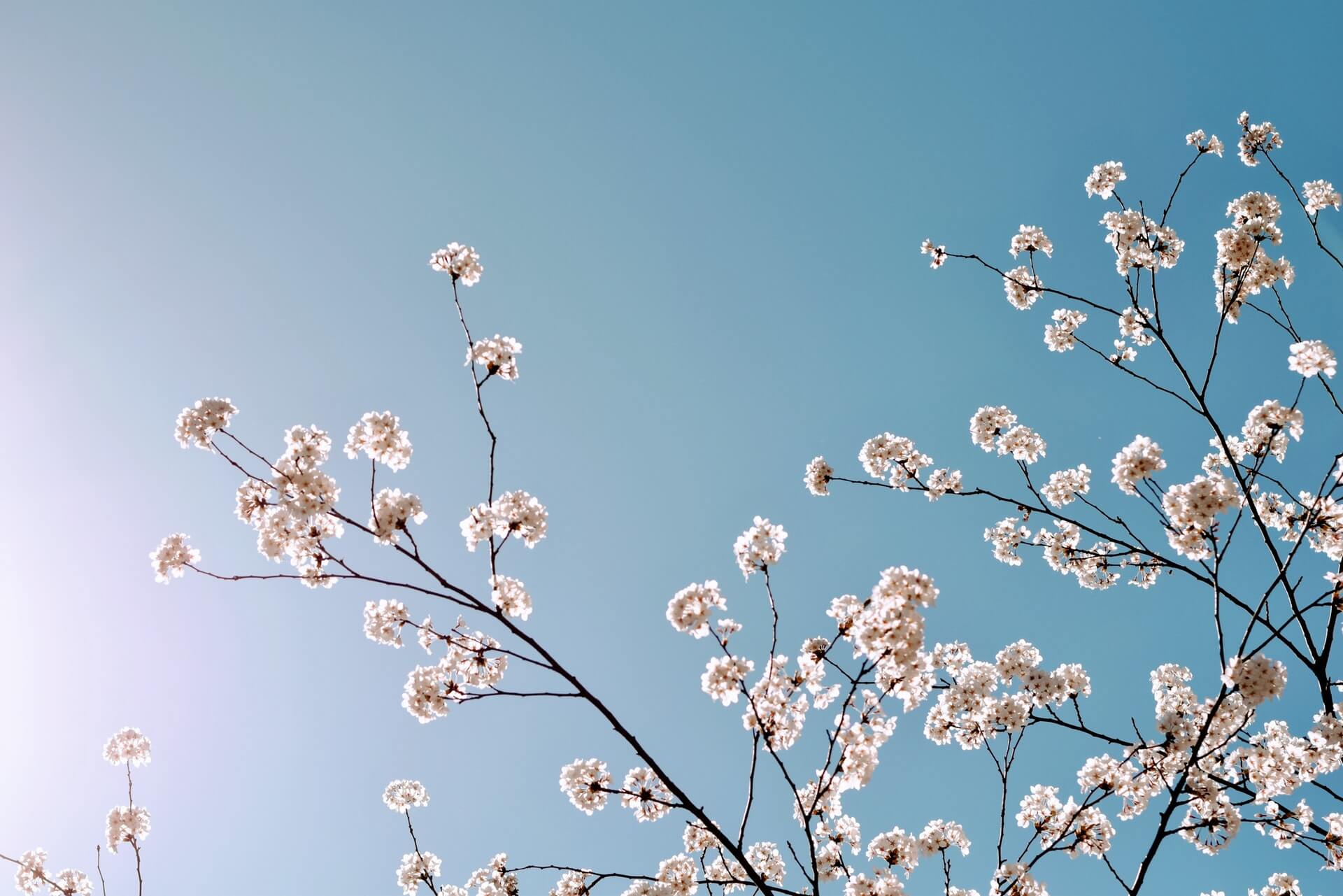 White cherry blossom branches against a clear blue sky, with sunlight illuminating the scene, perfect for a social media planner | plannthat.com