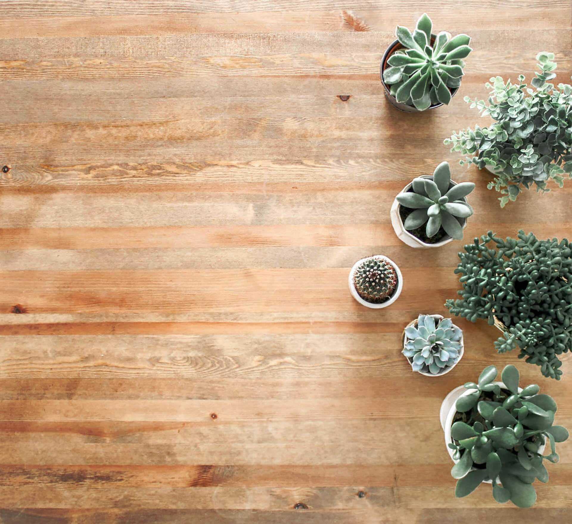 A wooden table with six potted succulents and cacti arranged on the right side, creating a minimalist and natural aesthetic. The plants vary in size and type, adding a touch of greenery to the rustic surface, perfect for showcasing on a social media planner. | plannthat.com