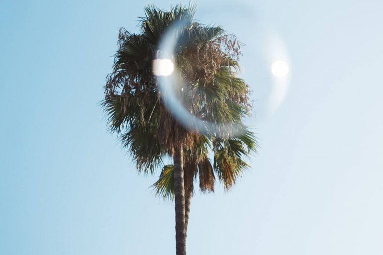 Palm Tree