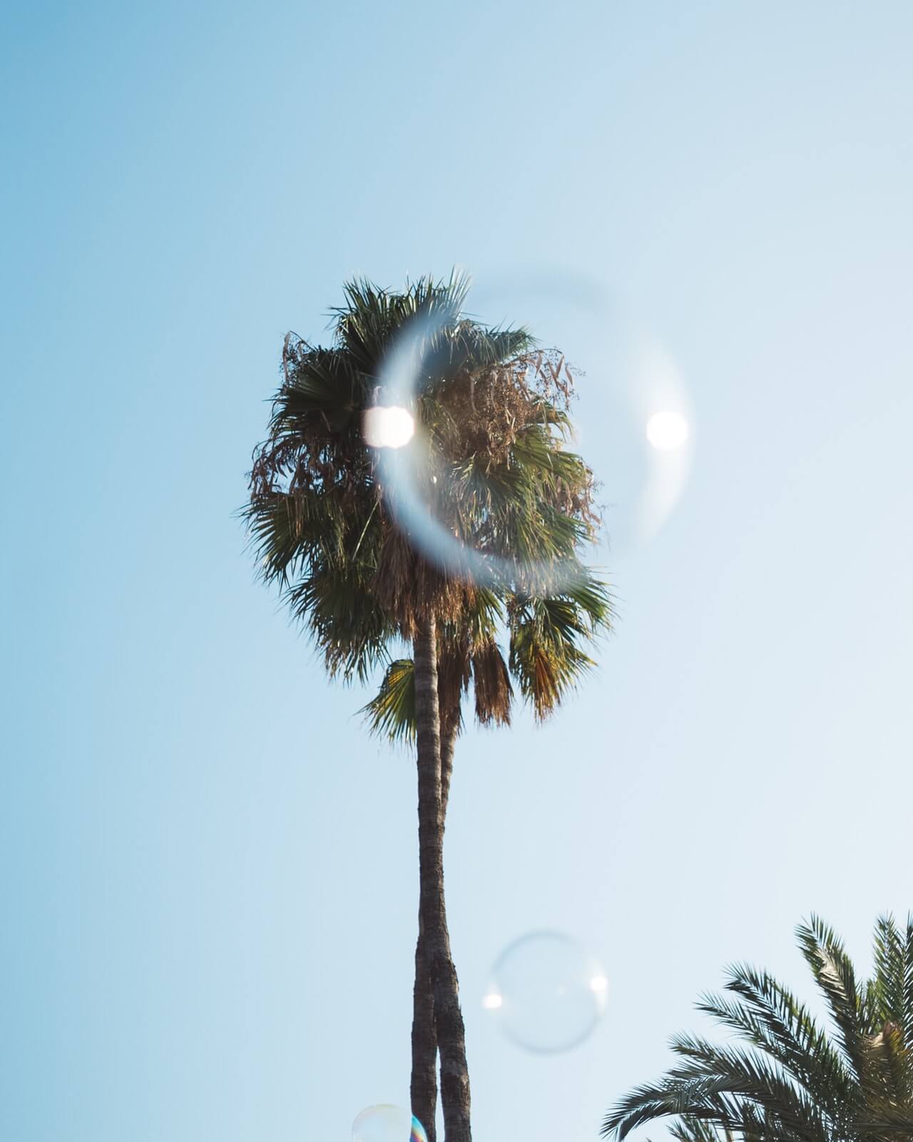 Palm Tree