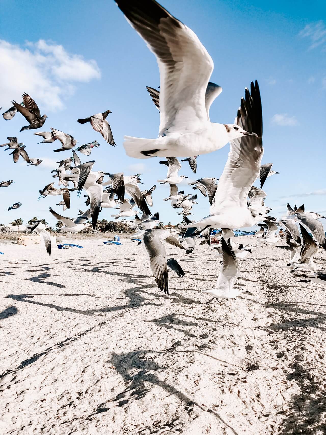 A flock of seagulls and pigeons mid-flight over a sunny beach with a clear blue sky in the background, casting shadows on the sandy ground, perfect for a social media planner | plannthat.com
