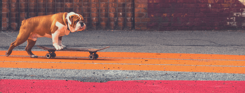 dog on skate board