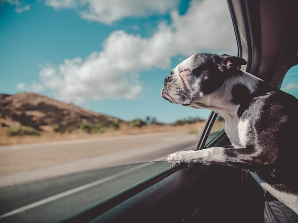 A dog enjoys the breeze with its head out of a car window on a sunny day, with a scenic landscape and blue sky in the background, perfect for capturing moments with an Instagram scheduler | plannthat.com