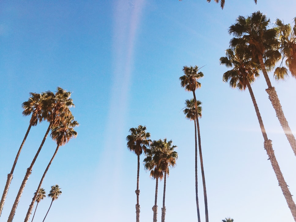 Tall palm trees against a clear blue sky, creating a serene and tropical atmosphere, with sunlight illuminating the scene, perfect for an Instagram scheduler | plannthat.com