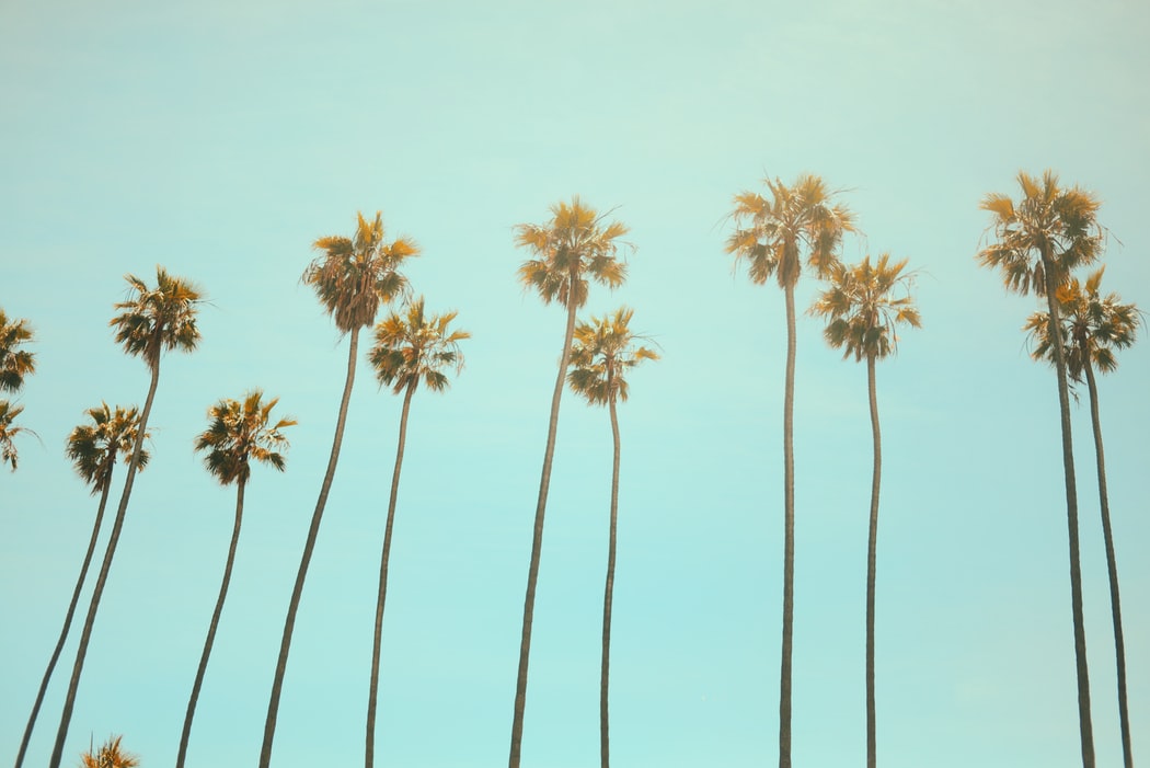 Tall palm trees under a clear, bright blue sky, creating a serene and tropical atmosphere, perfect for an Instagram scheduler | plannthat.com