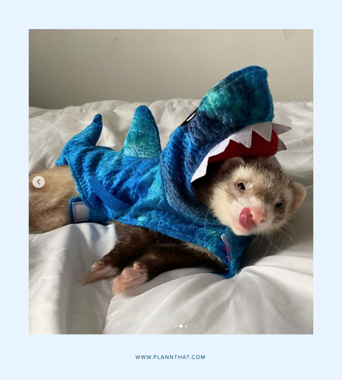 Post your pet in a costume