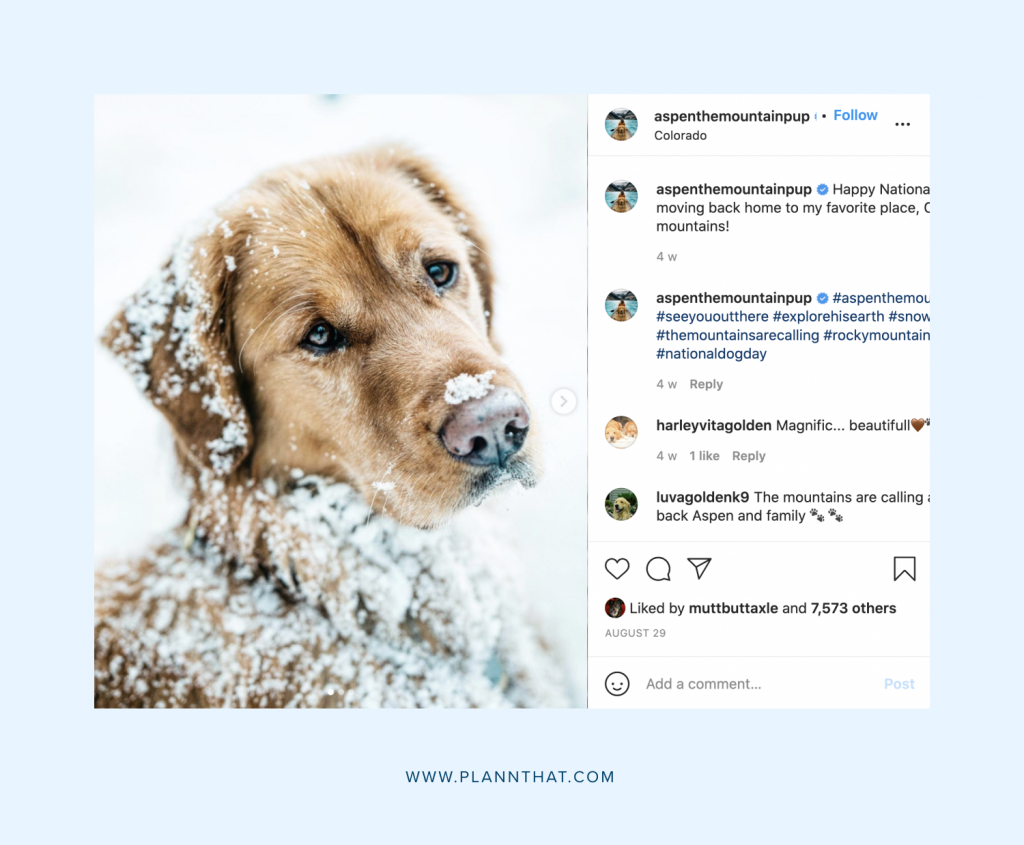 Dog Instagram account