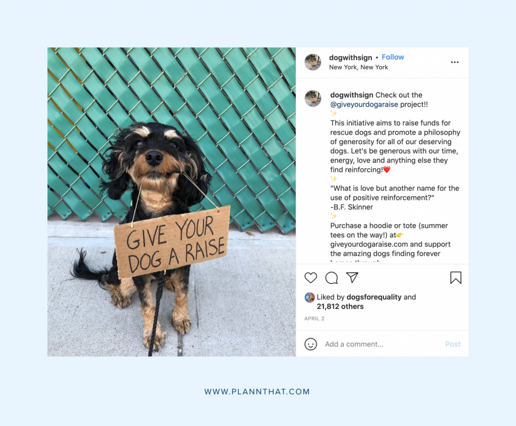 For dogs on Instagram