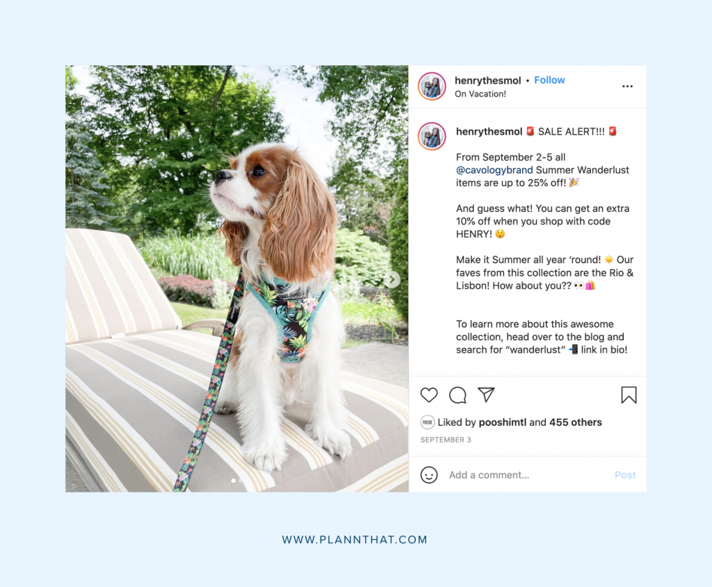 Famous Instagram dogs