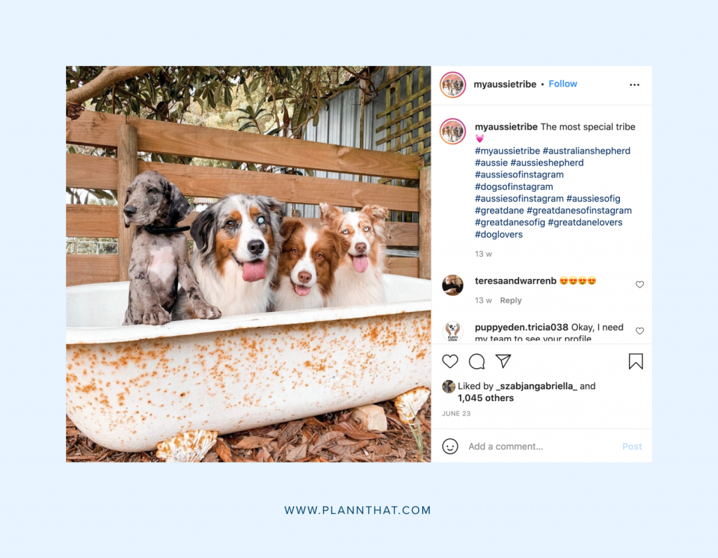 Instagram dog photos