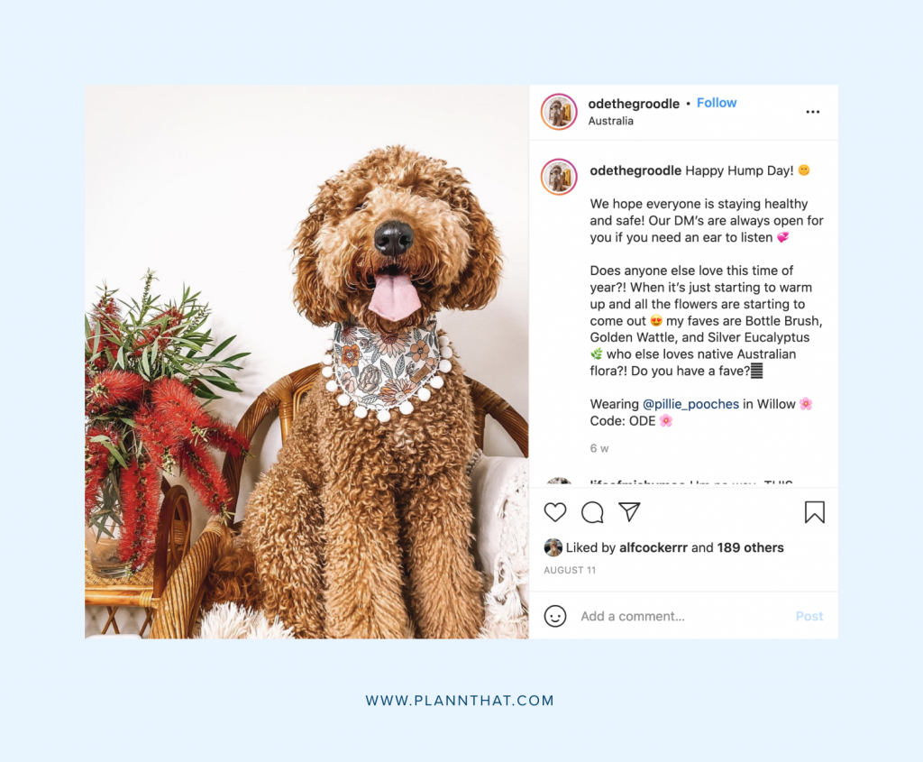 Dog Instagram pages