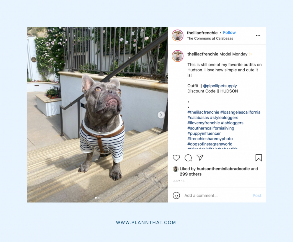 Instagram for dogs